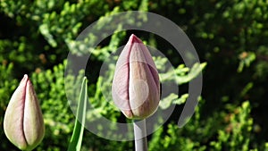 Undeveloped pink tulip photo